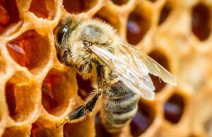 Značajan pad broja pčelinjih zajednica, razlog suša i bolesti