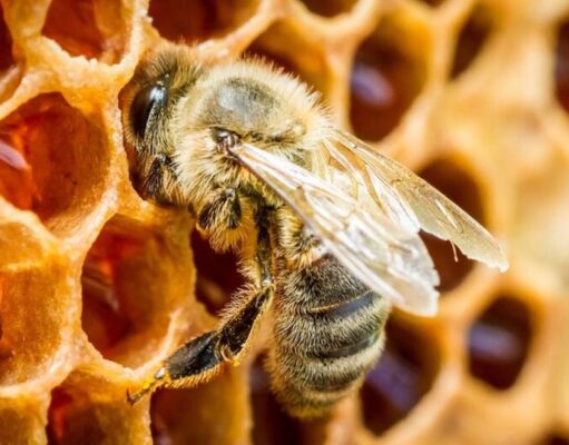 Veće premije za ključne grane: Podrška mljekarima i pčelarima