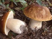 Otkupljivači za pečurke daju i do 25 maraka