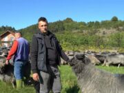 Napustio Švicarsku nakon 40 dana i vratio se svojim ovcama u BiH