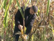 Zadovoljavajući prinosi kukuruza