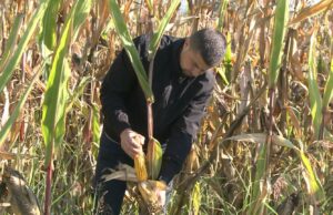 Zadovoljavajući prinosi kukuruza