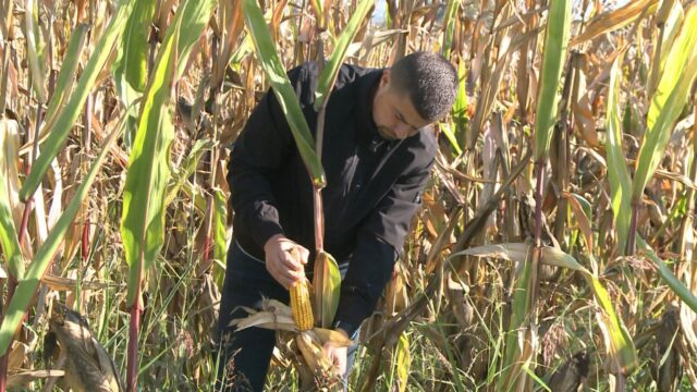 kuruzi prijedor i bistrica