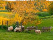 Bolest plavog jezika potvrđena na četiri farme ovaca u BiH