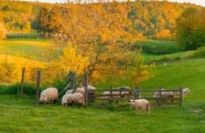 Bolest plavog jezika potvrđena na četiri farme ovaca u BiH
