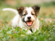 U subotu humanitarni događaj “Puppy Party”