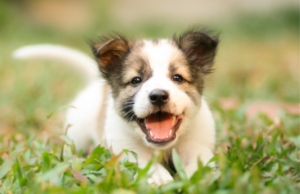U subotu humanitarni događaj “Puppy Party”