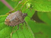 Smrdibube preplavile polja: Najveće štete na voću i povrću, a borba s njima i dalje teška