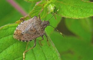 Smrdibube preplavile polja: Najveće štete na voću i povrću, a borba s njima i dalje teška