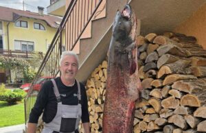 Ulovio soma kapitalaca