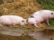 Upozorenje Resora za veterinarstvo: Nizak nivo biosigurnosti na farmama povećava rizik od afričke kuge svinja