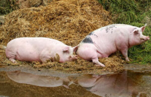 Upozorenje Resora za veterinarstvo: Nizak nivo biosigurnosti na farmama povećava rizik od afričke kuge svinja