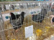 Danas i sutra Državna i međugradska izložba sitnih životinja