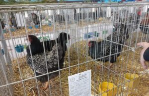 Krajem mjeseca 16. državna izložba sitnih životinja u Prijedoru