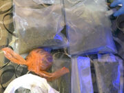 Pretresom pronađena marihuana u Prijedoru