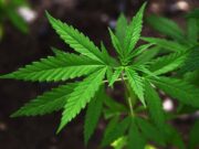 BiH na korak do legalizacije kanabisa! Šta će to značiti za pacijente