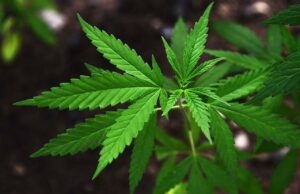 BiH na korak do legalizacije kanabisa! Šta će to značiti za pacijente