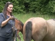 Šaptačica konjima: Lamija Džigal-Bektešević se vratila iz Nizozemske kako bi živjela svoj san