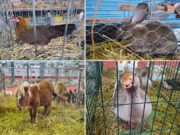 Prijedor domaćin Državne izložbe sitnih životinja (FOTO)