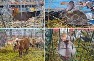 Prijedor domaćin Državne izložbe sitnih životinja (FOTO)