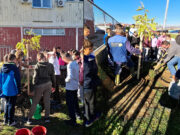 Sadnja listopadnog drveća na području grada