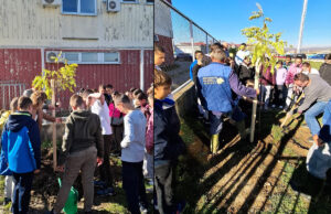 Sadnja listopadnog drveća na području grada