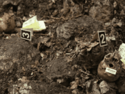 Ekshumirani posmrtni ostaci kod Prijedora