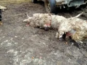 U dva bosanska sela vukovi zaklali oko stotinu ovaca i koza