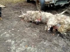 U dva bosanska sela vukovi zaklali oko stotinu ovaca i koza