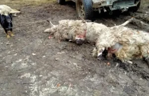 U dva bosanska sela vukovi zaklali oko stotinu ovaca i koza