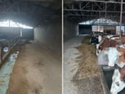 Poznata farma u Gradiškoj ugasila proizvodnju, stoku prodali u Jelah