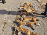 Prijedor: Održana hajka na predatore