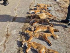 Prijedor: Održana hajka na predatore