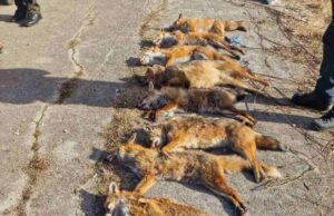 Prijedor: Održana hajka na predatore