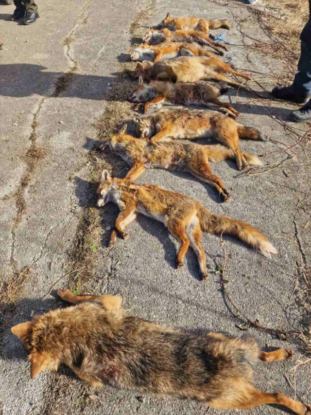 hajka predatori prijedor