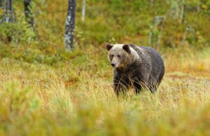 Prvi put izvezen trofej medvjeda iz BiH