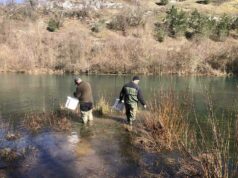 Poribljavanje rijeka: U Blihu, Dabar i Sanicu pušteno više od 600 kg potočne pastrmke