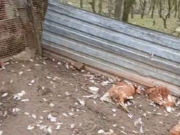 Teško oboljelom Banjalučaninu iz Šehera šakali poklali ovce i kokoši