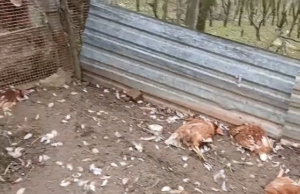 Teško oboljelom Banjalučaninu iz Šehera šakali poklali ovce i kokoši