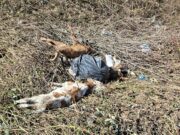 Razni otpad ali i uginula telad bačena uz obalu rijeke Sane