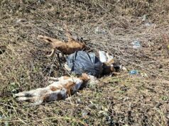 Razni otpad ali i uginula telad bačena uz obalu rijeke Sane
