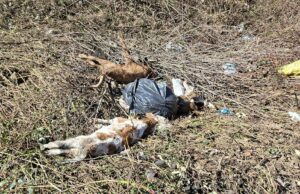 Razni otpad ali i uginula telad bačena uz obalu rijeke Sane