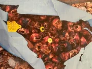 Kako su se goveđe uši iz brojnih bh. gradova našle u Bijeljini? Gradonačelnik Bijeljine podnio prijave