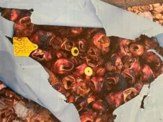 Kako su se goveđe uši iz brojnih bh. gradova našle u Bijeljini? Gradonačelnik Bijeljine podnio prijave