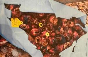 Kako su se goveđe uši iz brojnih bh. gradova našle u Bijeljini? Gradonačelnik Bijeljine podnio prijave