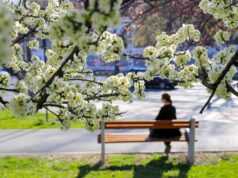 Zaštita voća od mraza: Šta zaista pomaže?