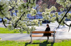 Zaštita voća od mraza: Šta zaista pomaže?