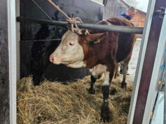 Farmer iz Bosanske Krupe ostao bez stoke, Vinka Savić iz Verića mu odmah poslala junicu