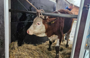 Farmer iz Bosanske Krupe ostao bez stoke, Vinka Savić iz Verića mu odmah poslala junicu