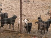 Zecovi: U prihvatilištu trenutno oko 700 pasa